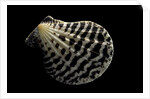Pecten lignarius by Anonymous