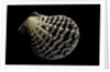 Pecten lignarius by Anonymous