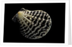 Pecten lignarius by Anonymous