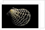 Pecten lignarius by Anonymous