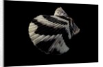 Pecten tranquebaricus by Anonymous