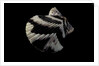 Pecten tranquebaricus by Anonymous