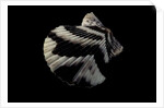 Pecten tranquebaricus by Anonymous