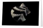 Pecten tranquebaricus by Anonymous