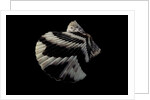 Pecten tranquebaricus by Anonymous