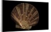 Pecten ziczac by Anonymous
