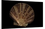 Pecten ziczac by Anonymous