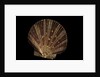 Pecten ziczac by Anonymous