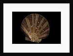 Pecten ziczac by Anonymous