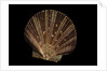 Pecten ziczac by Anonymous