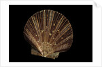 Pecten ziczac by Anonymous