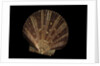 Pecten ziczac by Anonymous