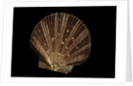 Pecten ziczac by Anonymous