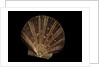 Pecten ziczac by Anonymous
