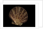 Pecten ziczac by Anonymous