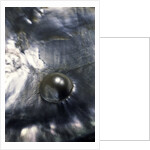 Pinctada margaritifera (pearl oyster) - with pearl by Anonymous