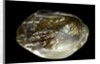 Pinctada sp. (pearl oyster) by Anonymous