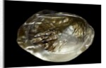 Pinctada sp. (pearl oyster) by Anonymous