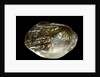 Pinctada sp. (pearl oyster) by Anonymous