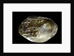Pinctada sp. (pearl oyster) by Anonymous