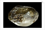 Pinctada sp. (pearl oyster) by Anonymous