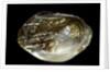 Pinctada sp. (pearl oyster) by Anonymous