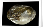 Pinctada sp. (pearl oyster) by Anonymous