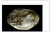 Pinctada sp. (pearl oyster) by Anonymous