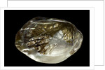 Pinctada sp. (pearl oyster) by Anonymous