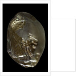 Pinctada sp. (pearl oyster) by Anonymous