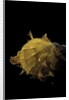 Spondylus imbutus by Anonymous