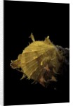 Spondylus imbutus by Anonymous