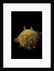 Spondylus imbutus by Anonymous