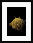 Spondylus imbutus by Anonymous
