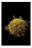 Spondylus imbutus by Anonymous