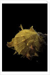 Spondylus imbutus by Anonymous