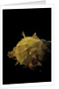 Spondylus imbutus by Anonymous