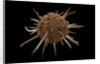 Spondylus regius by Anonymous