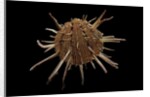 Spondylus regius by Anonymous