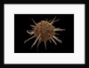 Spondylus regius by Anonymous
