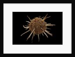 Spondylus regius by Anonymous