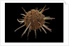 Spondylus regius by Anonymous