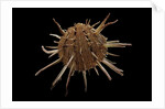 Spondylus regius by Anonymous