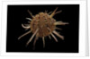 Spondylus regius by Anonymous
