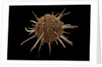 Spondylus regius by Anonymous