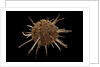 Spondylus regius by Anonymous