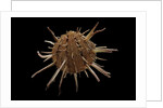 Spondylus regius by Anonymous