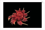 Angaria delphinus by Anonymous