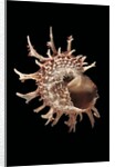 Angaria delphinus by Anonymous