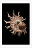 Angaria delphinus by Anonymous